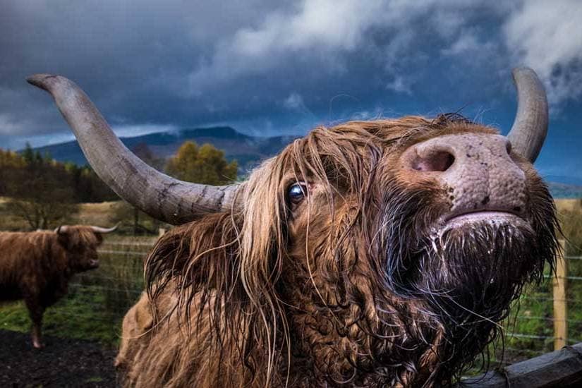 Cow in the rain- Creative Marketing