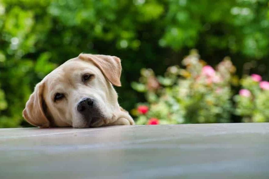 Labrador - Critical Thinking in Coaching - fermin-rodriguez-penelas-LcJkpSoA0es-unsplash 950