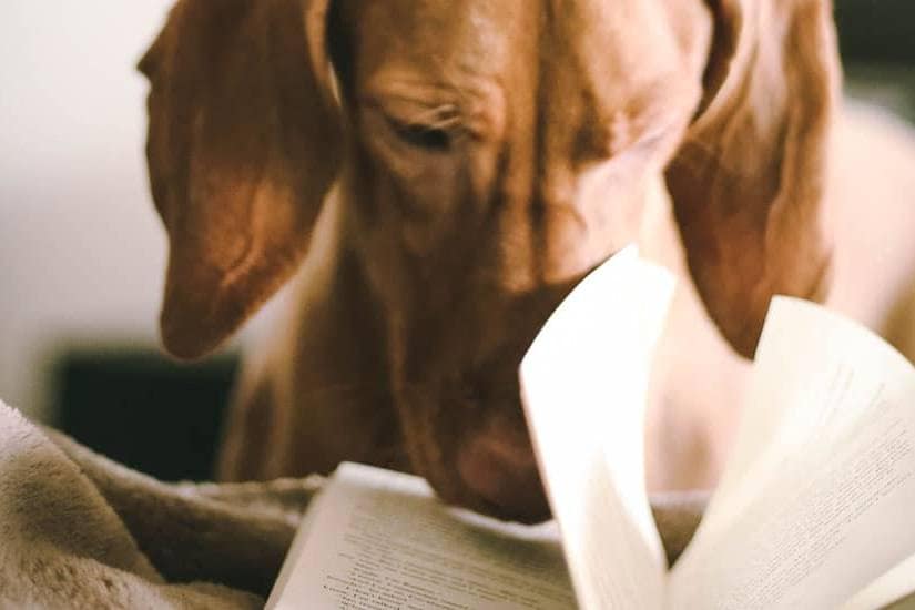 Review of The Emyth-X1RQ3b6ZhUs-unsplash