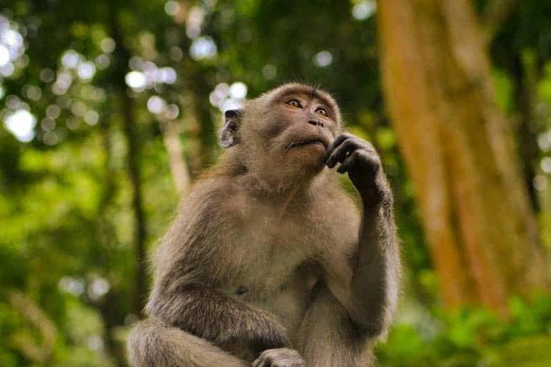 Thinking monkey_Marketing Strategy_juan-rumimpunu-nLXOatvTaLo-unsplash